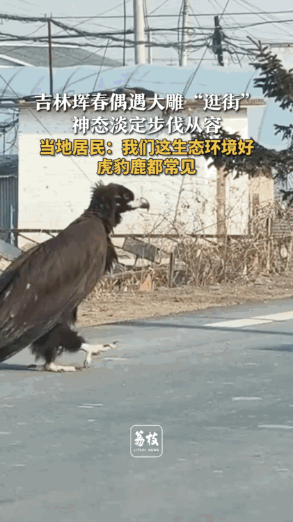 原来金庸先生并未欺骗我们，他笔下《神雕侠侣》里杨过的好友“雕兄”，在现实中的确存