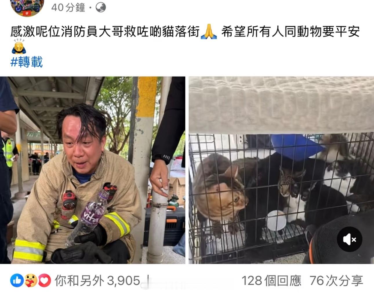 香港小区大火下，那些获救的宠物们