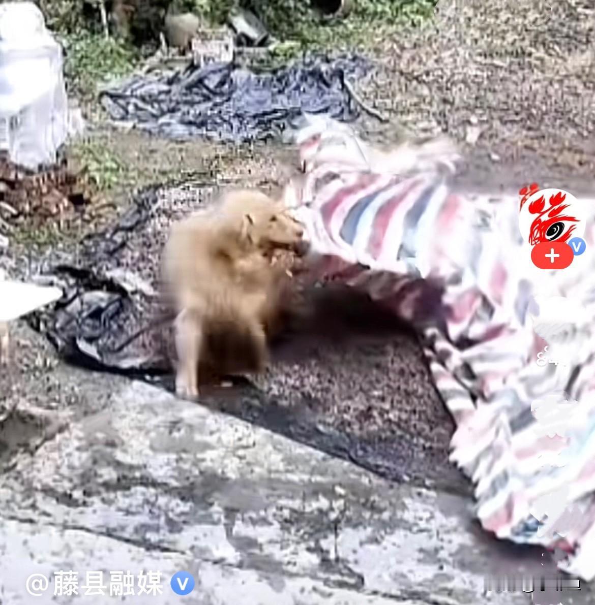 近日，广东河源一户主人出门下地干活，院子里晾晒着辛辛苦苦收成的玉米。眼看天色骤变