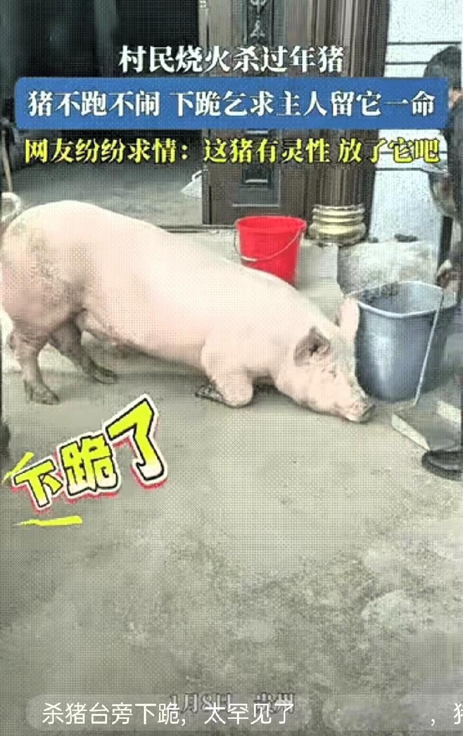 “科学都解释不清了！”贵州，一男子家准备杀年猪，水都烧好了，没想到猪不跑也不叫，