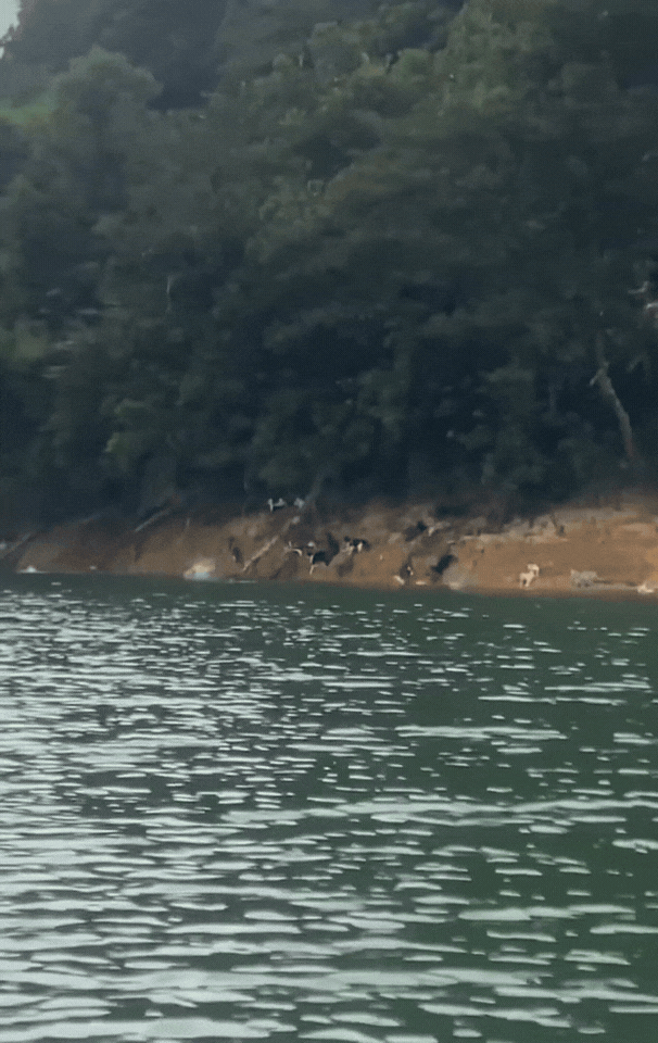 这是放生吗？这简直就是在造孽！近日广东清远迎咀水库，一群中老年人，现场放着佛