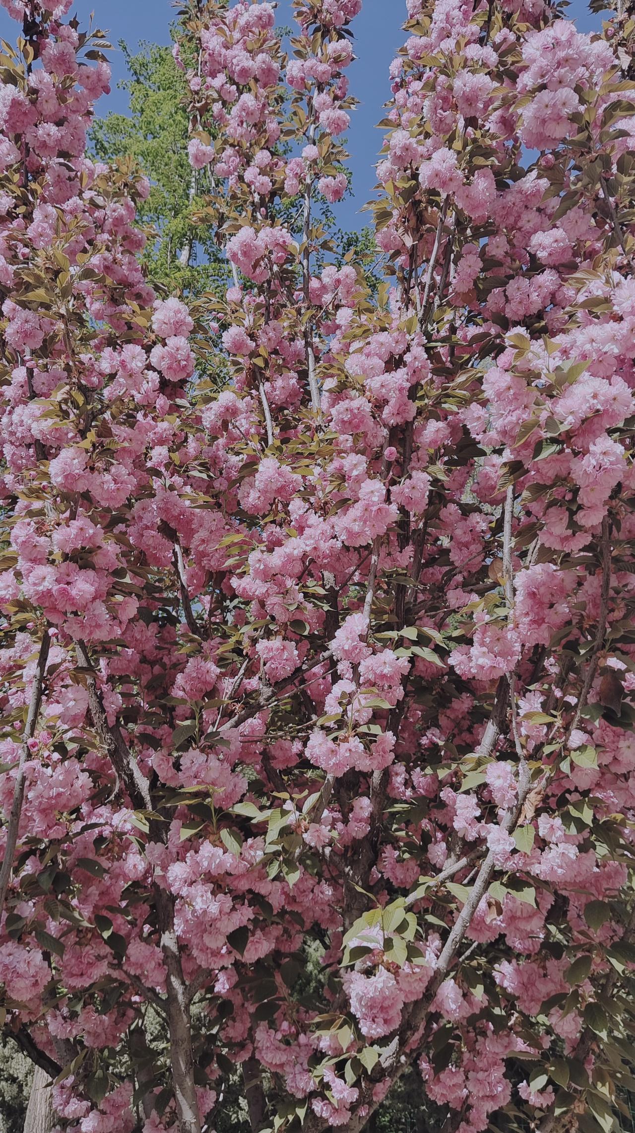 粉嫩樱花树，春意盎然，美不胜收！🌸🌸🌸微风轻拂，粉嫩的花瓣如雪花般纷纷扬扬