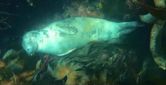 海豹在海底睡觉不会被憋死吗？为了搞明白咋回事，科学家给海豹带上了一种特制的头盔，