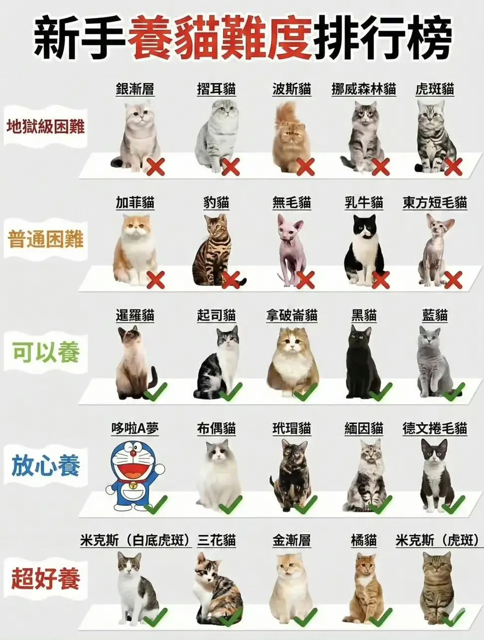 网友总结的新手养猫难度排行榜！