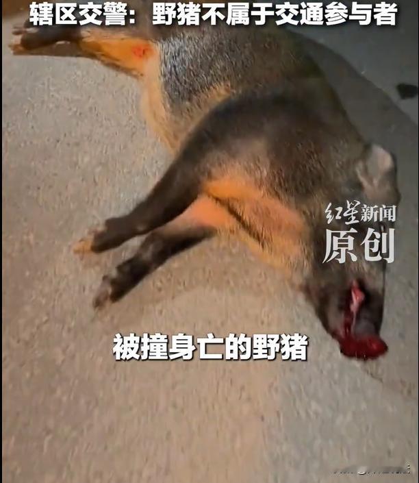 安徽，杨先生载着5岁的女儿，驾驶车辆从六安市出发，行驶在国道上。行驶途中，从野外