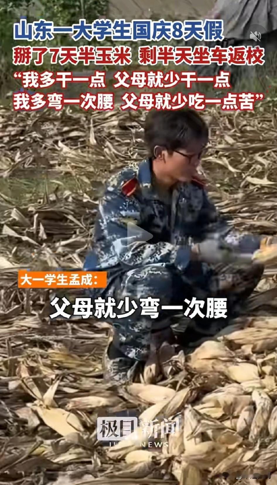 国庆8天休息大学生回家掰了7天玉米，没想到尽然上了热搜！大学生态度诚恳，多帮父母