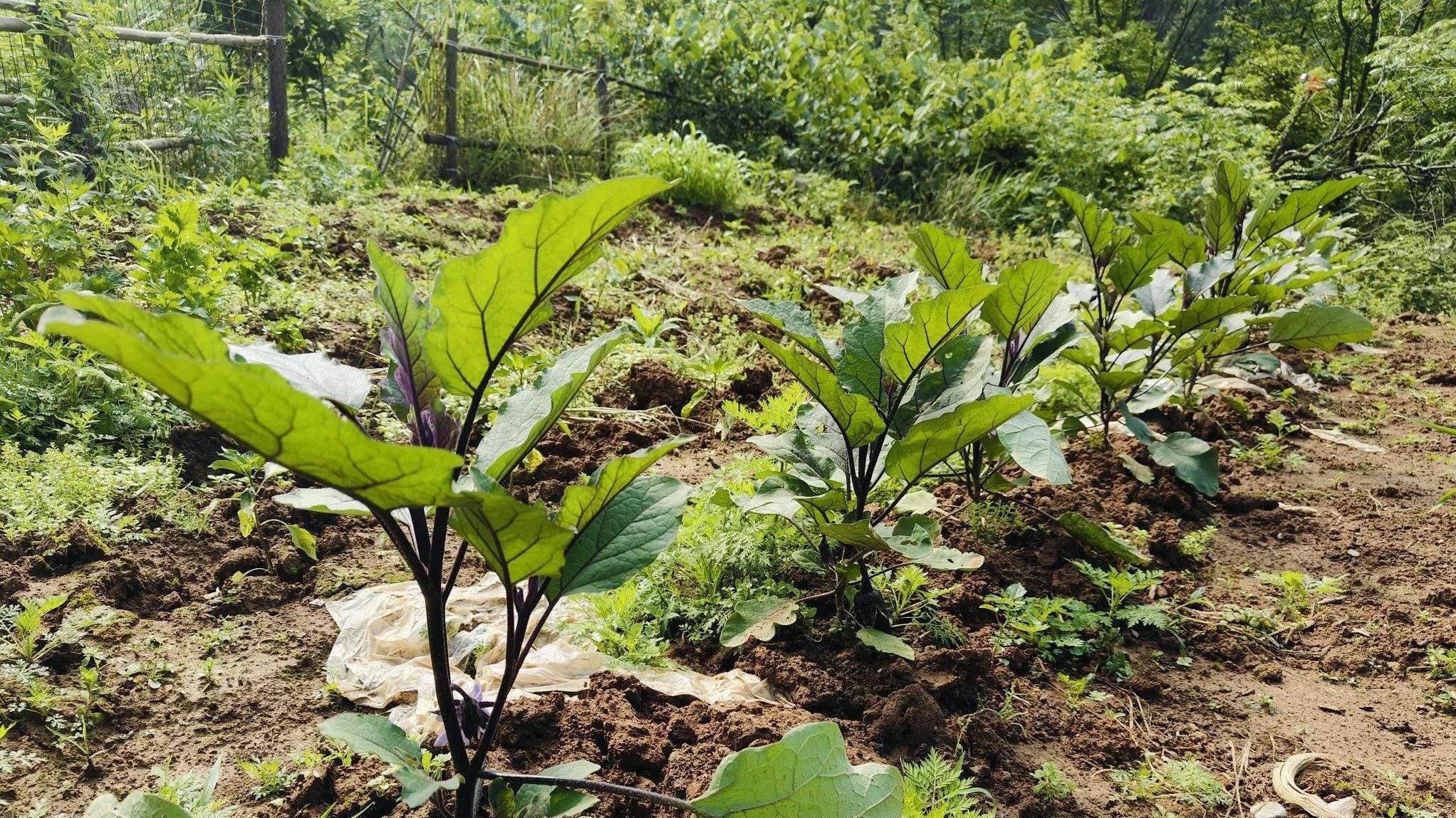 1篇文章带你掌握家庭茄子种植, 小白也能轻松上手