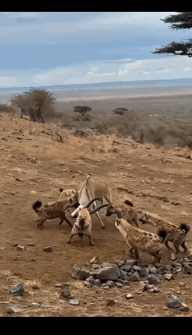 一群鬣老二围捕羚羊，羚羊逮住一只鬣老二往死里薅，其他鬣老二瞬间散去。