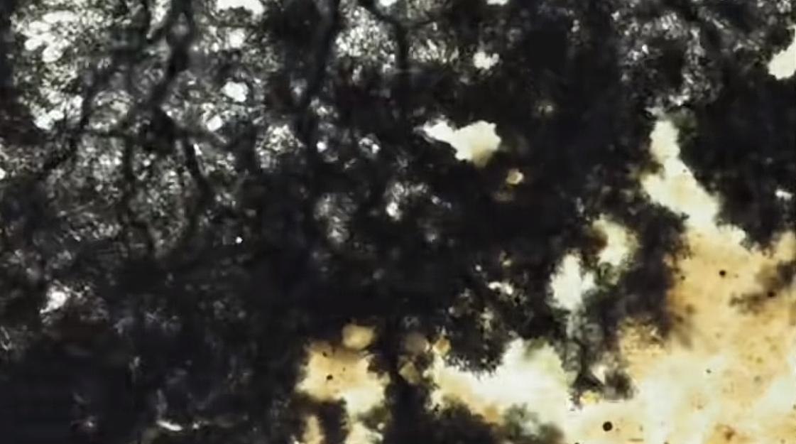 科学家在切尔诺贝利发现了一种黑色真菌。这种真菌不仅不怕辐射，还会主动靠近辐射源生