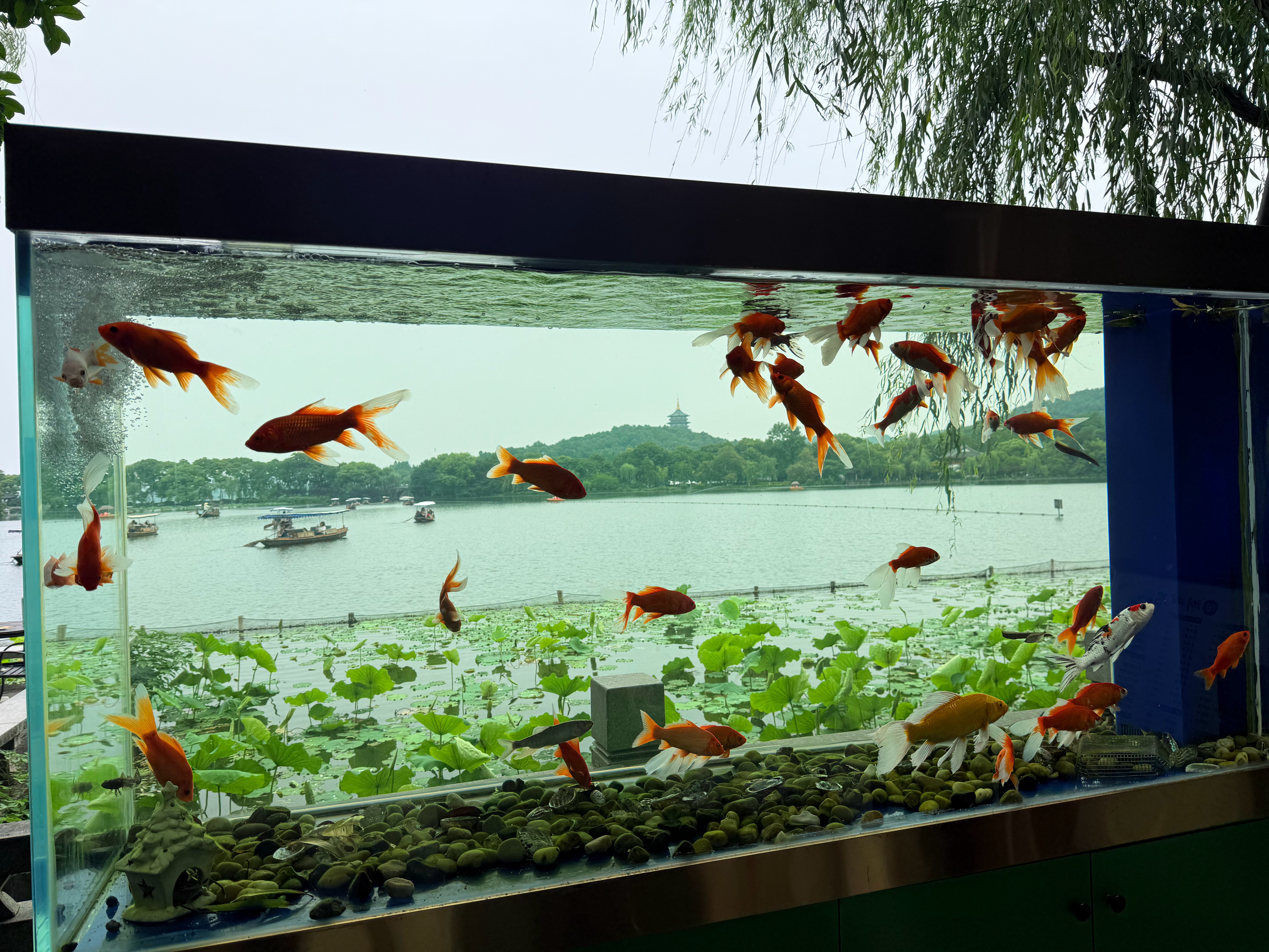 畅游西湖的小鱼🐟