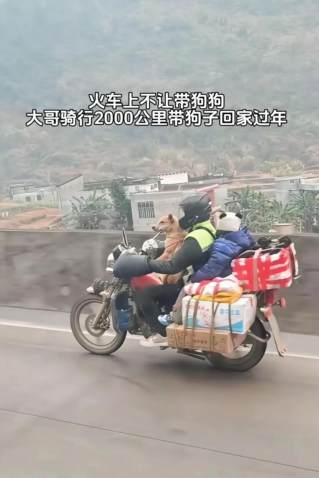 由于火车上面不让带小狗，于是大哥骑行2000km带着狗子回家过年，