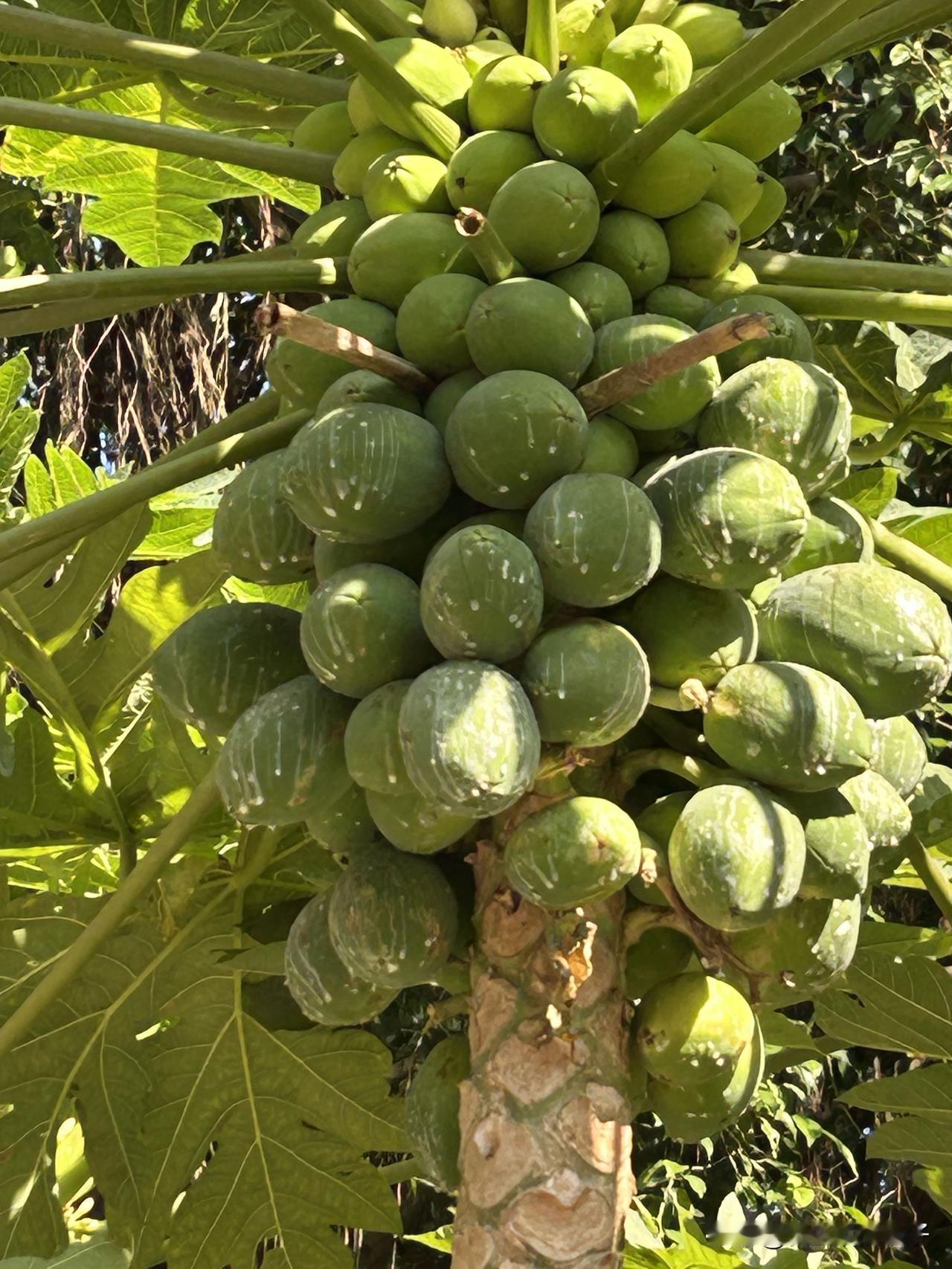 这是番木瓜，就是我们平常在超市里买这车的木瓜！