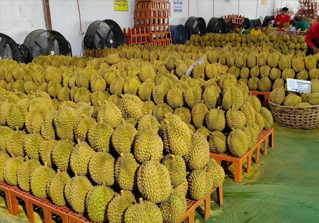 菲律宾又给中国甩锅！四万吨榴莲烂成堆，果农没钱赚，反倒问中国要赔偿？菲律宾榴莲出