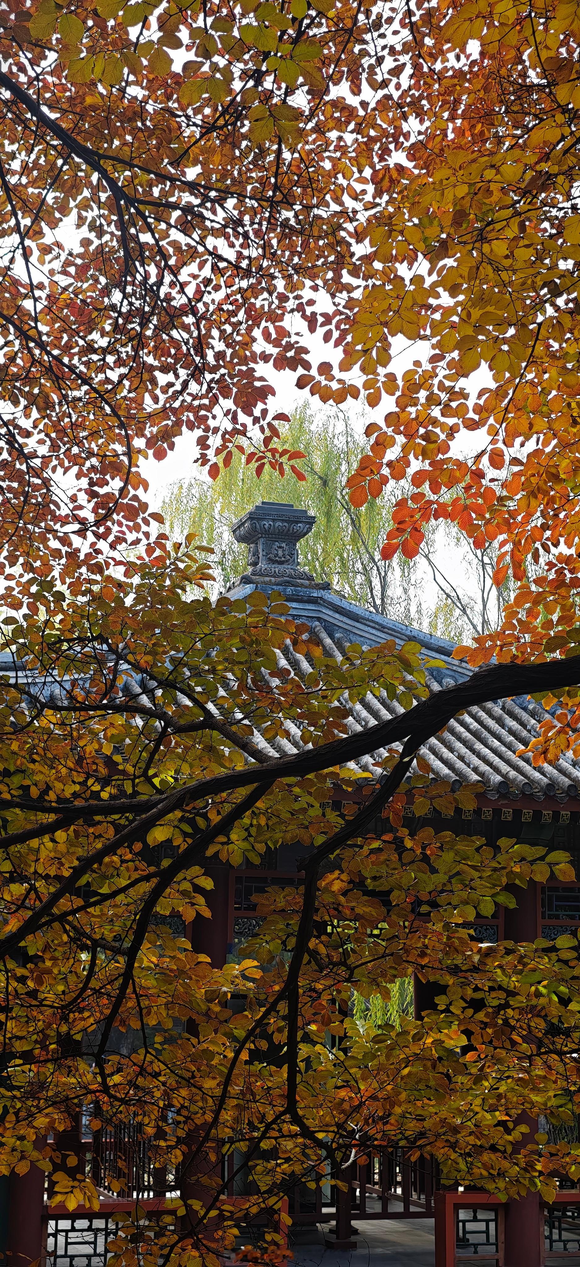 颐和园萍香榭秋景 秋日北京漫游记​​​摄影​​​