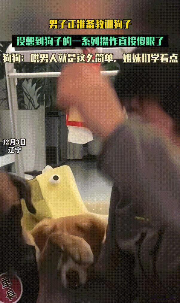 狗子成精了！辽宁，男子坐在沙发上狗子上去就踢了一脚，下一秒男子正准备举起手教训狗