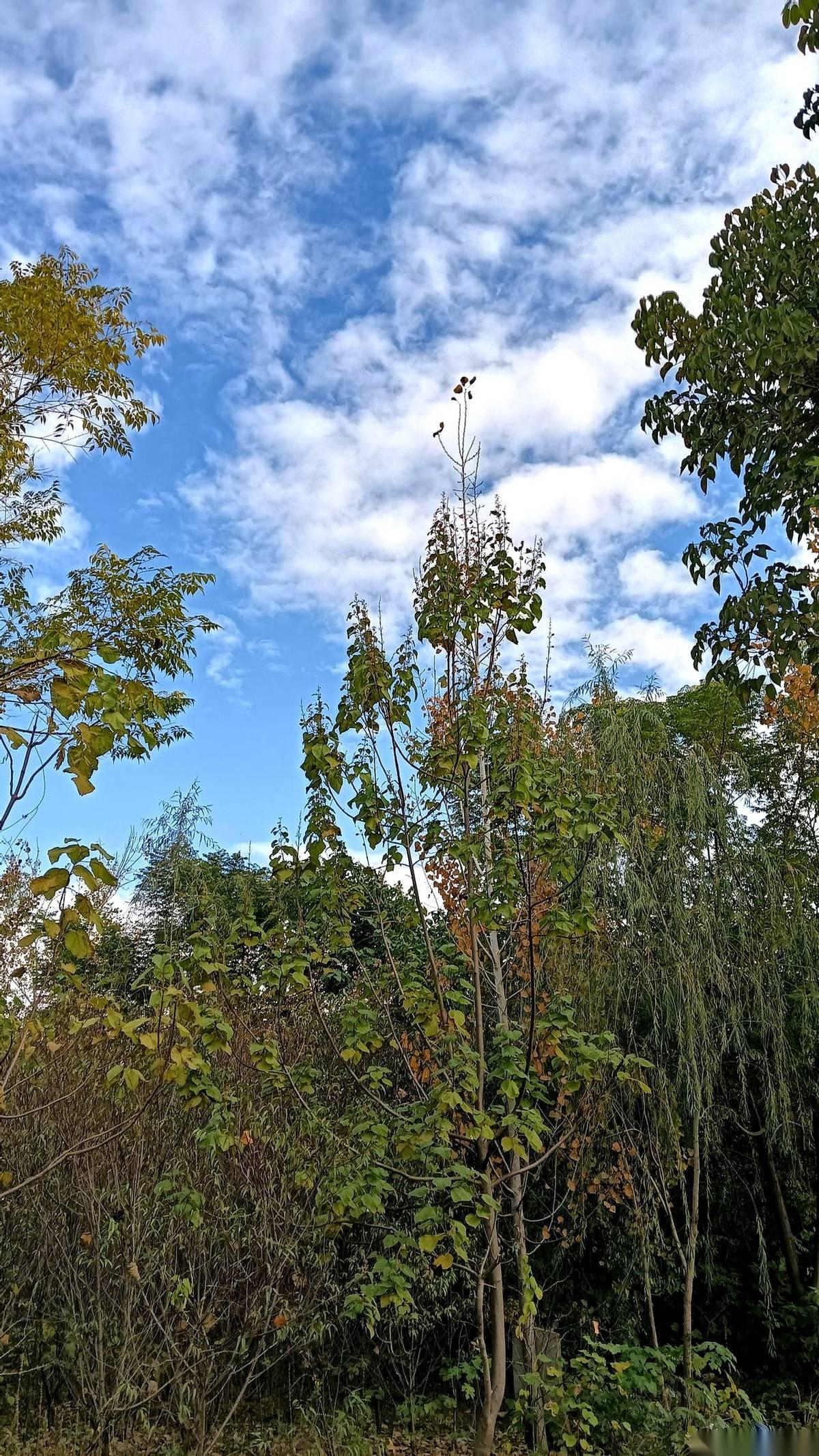 “我婆婆就带个孩子，做做饭拖拖地，天天喊累，你说她矫情不？”这话飘过来的时候，