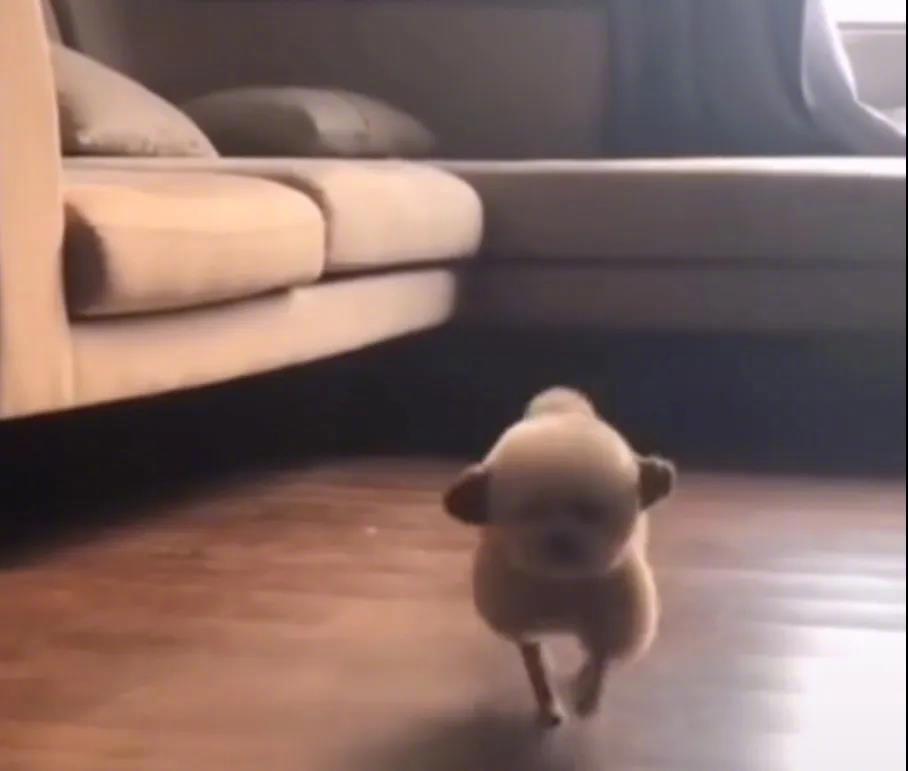 这狗怎么羊里羊气的！