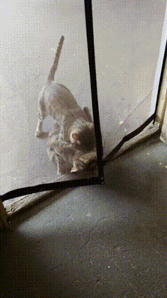 猫咪：我的好大儿，妈这就带你回家，该喂奶了
