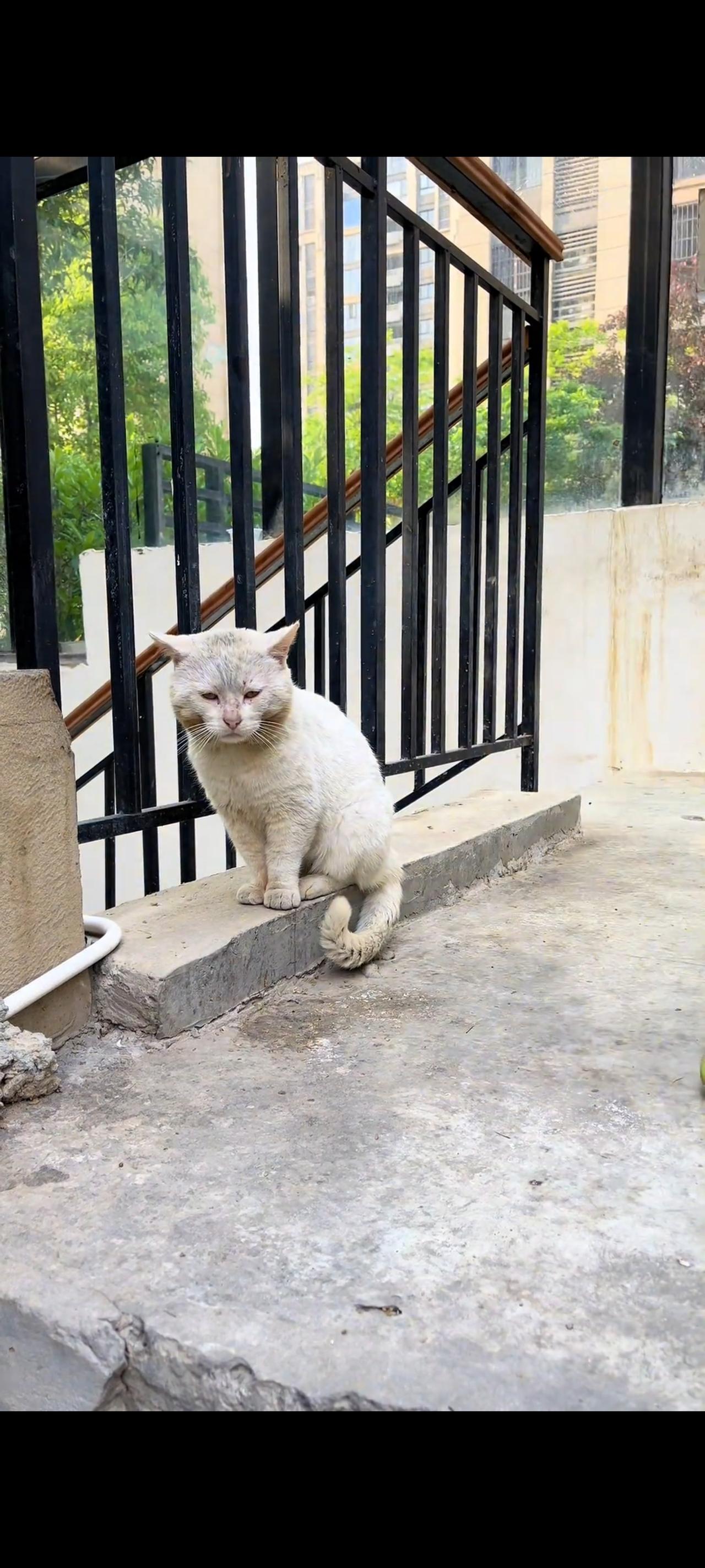 一次不经意间的举动，小男孩给了这只流浪猫最体面的友谊和拥抱，也让这只满身伤痕，饱