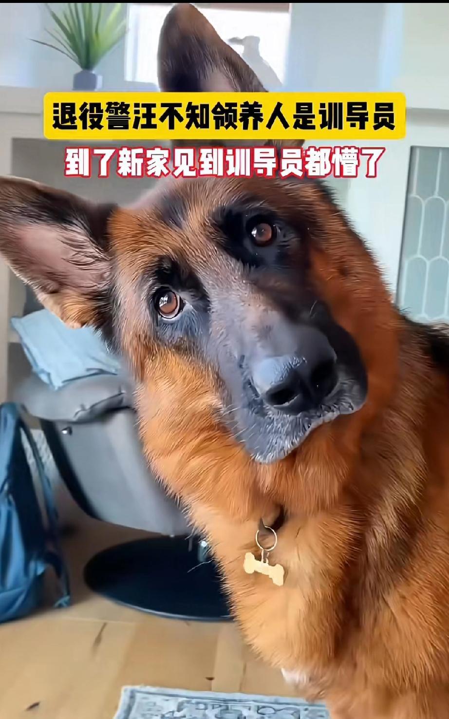 警犬光荣退役，满心以为终于能卸下重任，好好歇一歇了。可到了新家，它惊觉领养自己的