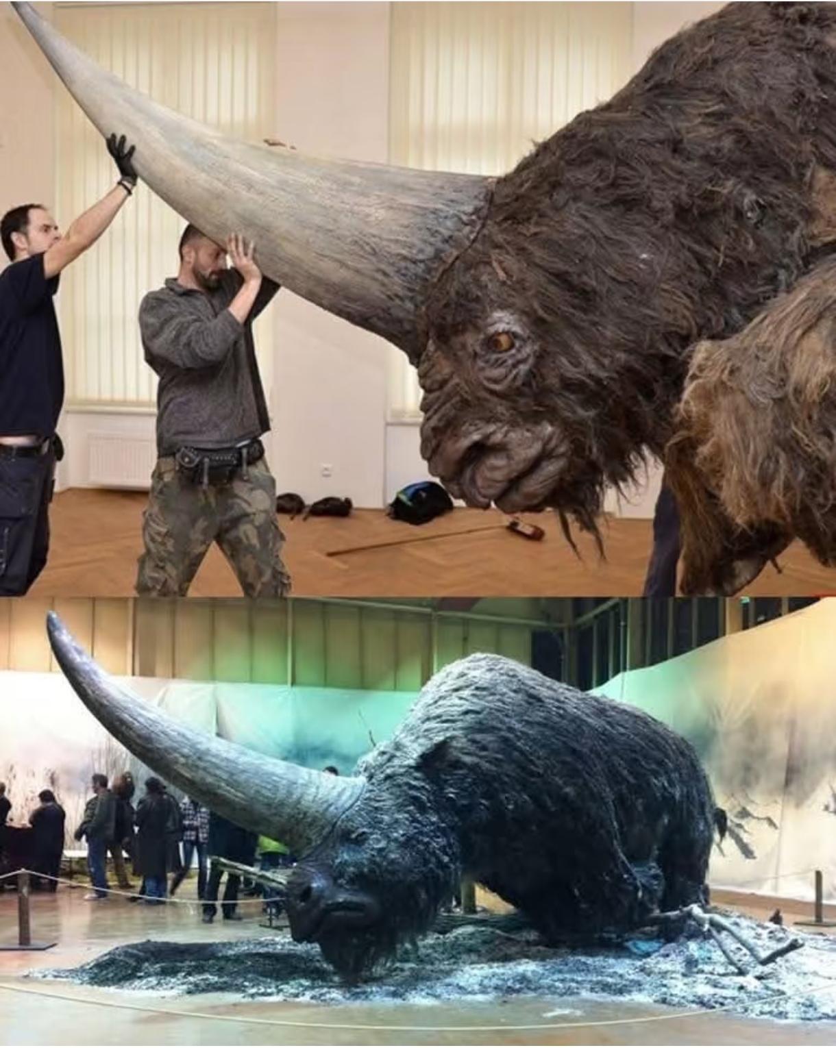 这根角也太帅了吧！西伯利亚独角兽，又名板齿犀，4万年前还和人类祖先打过交道！