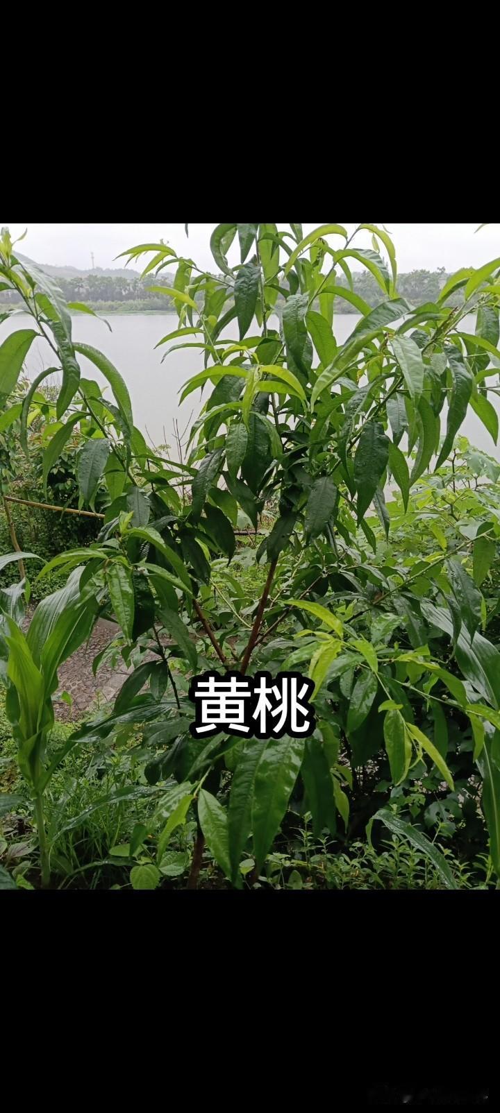 一场普通人主导的“水果革命”，正在农村悄悄爆发最近刷到太多水果行业的内幕，