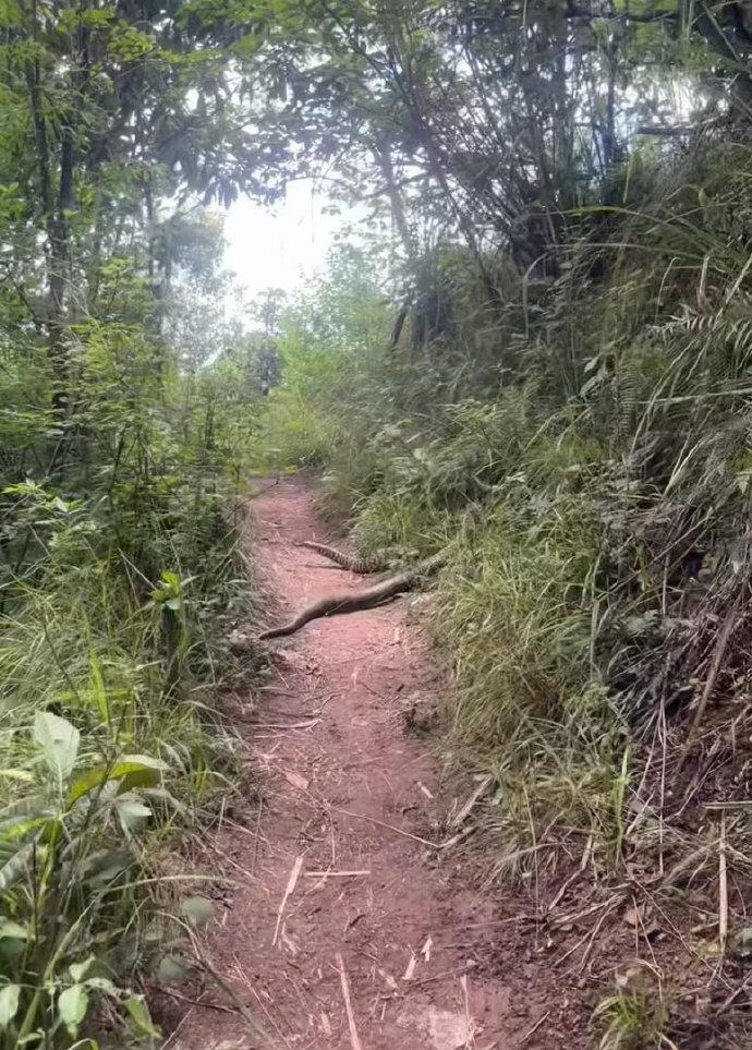 成都龙泉山一段偶遇大蛇的视频在网上刷屏，不少看完视频的网友直呼头皮发麻，当事人还