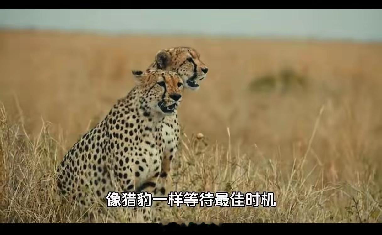 交易圈里有句扎心的实话：止损这堂课，从来都不是听来的，而是亏出来的。就像铁匠铺的