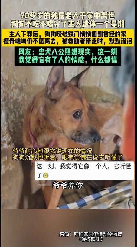 泪目了！万物皆有灵，怪不得很多人都喜欢养狗呢？真的是太通人性了。70多岁的独