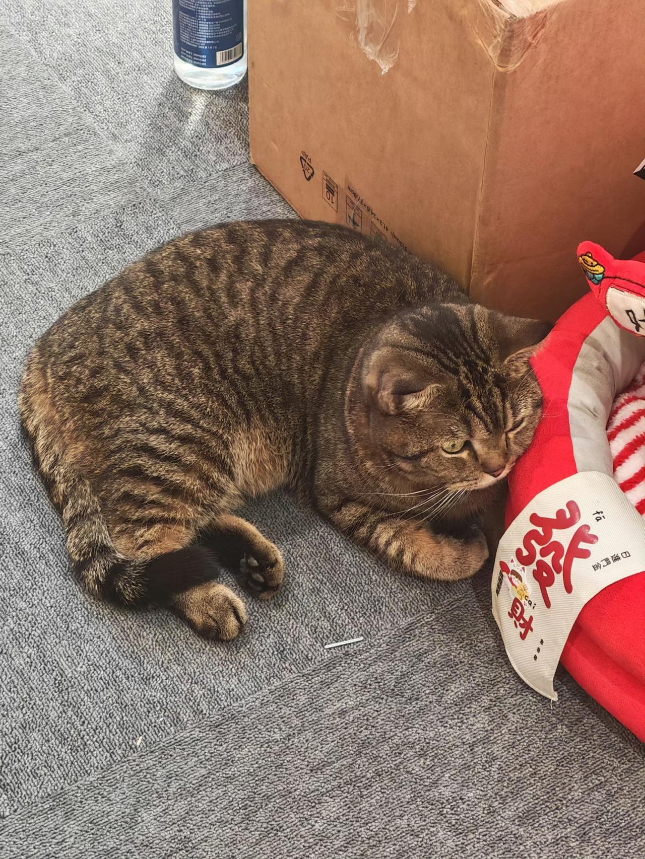 ​看到一女子两周喂猫赚7454元乍一看，好多啊！但我一点都不羡慕，反而觉得心