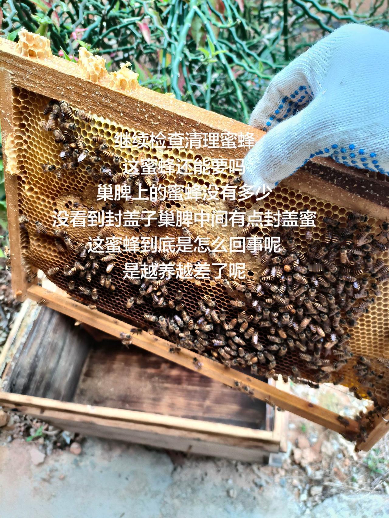 继续检查清理蜜蜂这蜜蜂还能要吗巢脾上的蜜蜂没有多少没看到封盖子巢脾中间有点