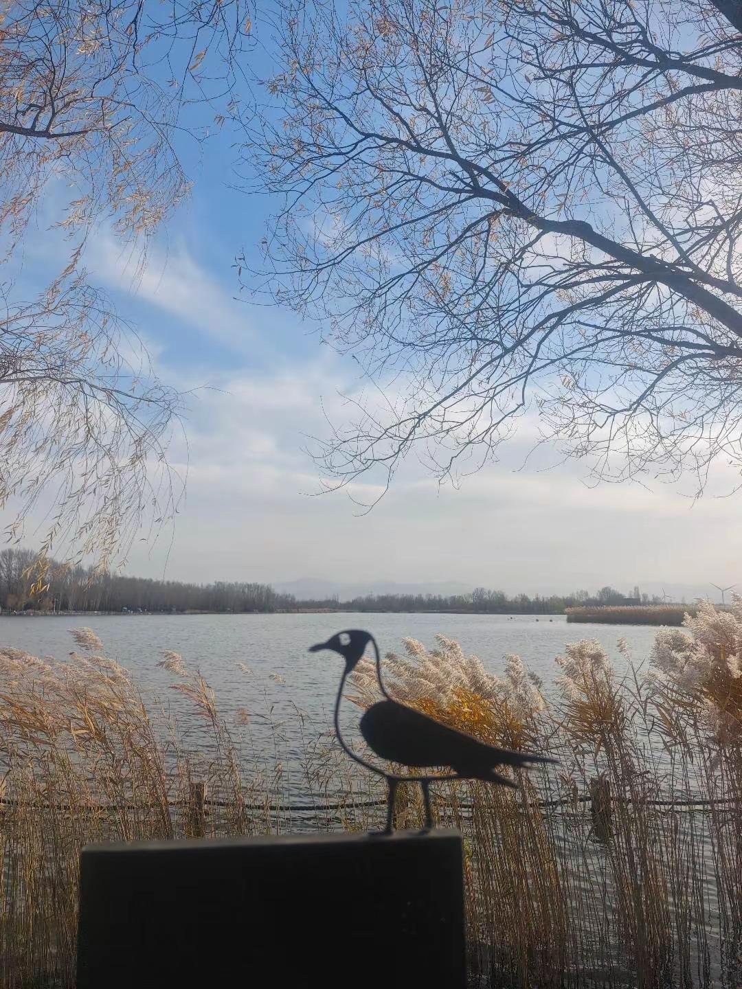 和自己和解我在这芦苇荡等你北京周边游野鸭湖1798户外好想来见面