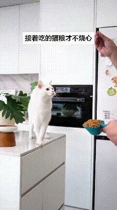 主人拿着猫粮，一颗一颗往小猫跟前抛。这只小白猫身手特别灵巧，伸出小爪子稳稳接住猫