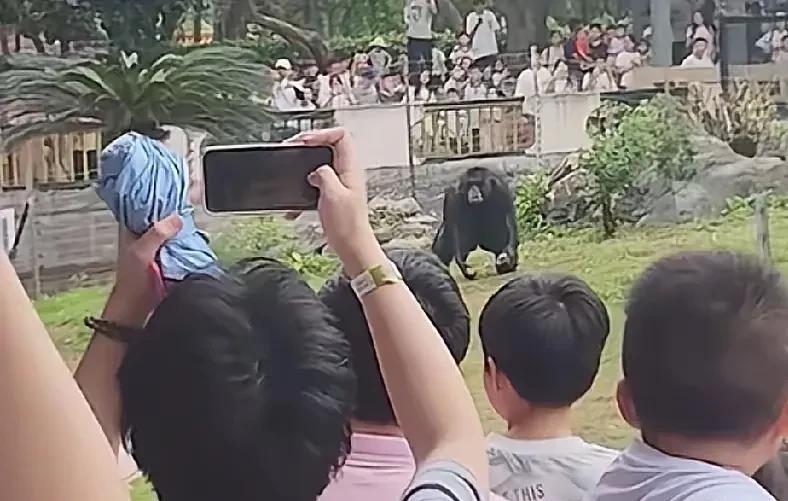 南宁动物园的神兽丢那猩又闯祸了，拿石块把一阿姨的腿部砸伤了，流血不止，看着就疼！