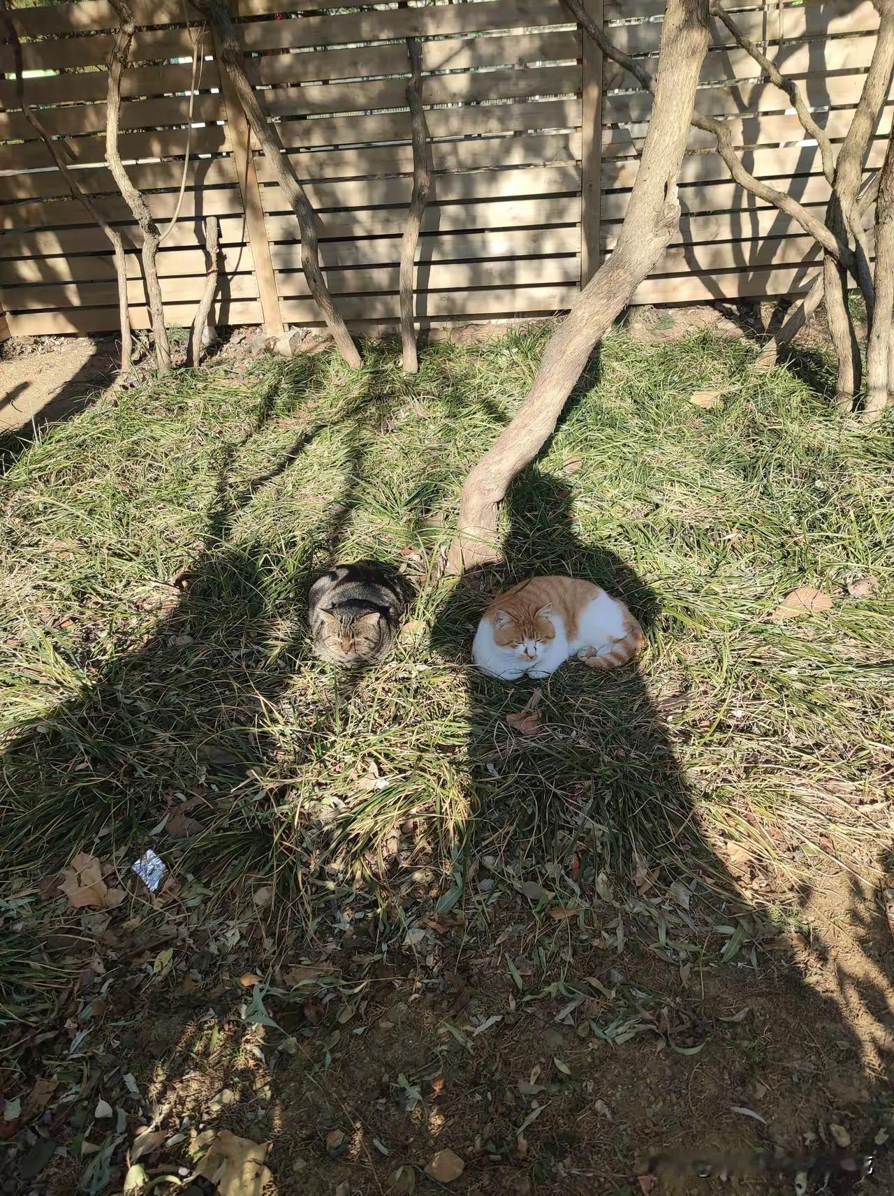 以为这个是假的，查一下相关资料，大吃一惊，这竟然是真的。清政府居然和刚果签了