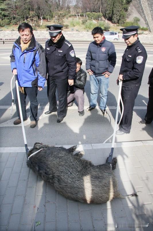 重庆一野猪在桥上跳桥死亡11月16日下午2点左右，重庆城口县高燕镇河岸村一座新