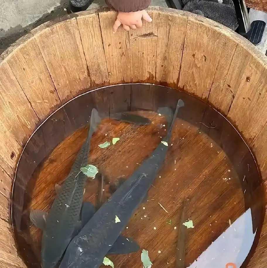 为什么一夜之间鱼全白了​​​​