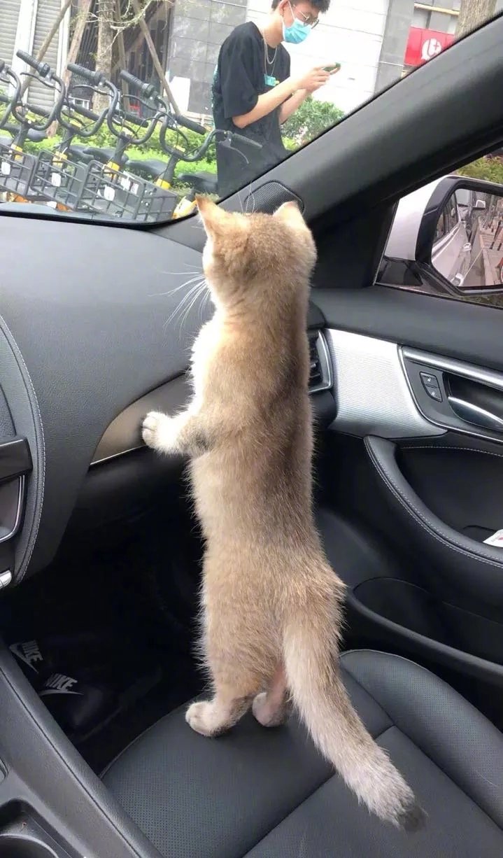 猫咪🐱坐上了小汽车🚗开心的站起来扶着车往着车外[吐舌头眯眼睛笑]高兴的唱着小汽车呀滴滴滴