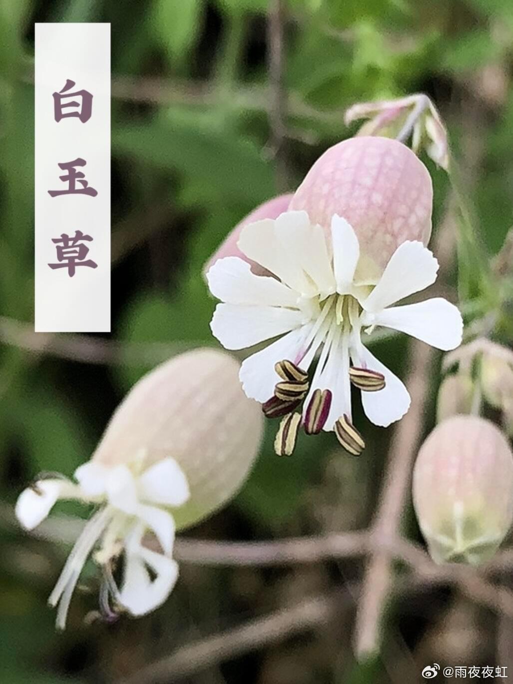 植物科普白玉草简直是大自然织就的蕾丝热气球！石竹科蝇子草属的多年生草本植物，自带