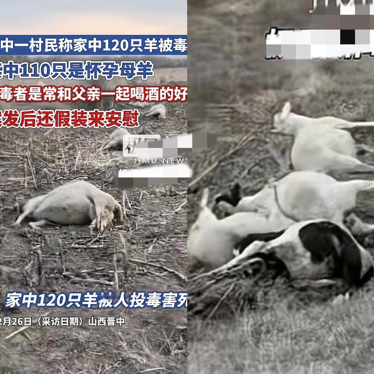 又是一个崔璐璐！山西一男子家里的120只羊被好友投毒致死，损失达38.8万，投毒
