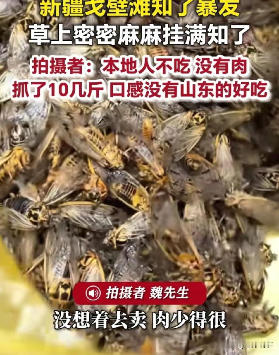 看得人密集恐惧症都犯了！6月11日，荔枝新闻，新疆戈壁滩知了突然大面积暴发，草