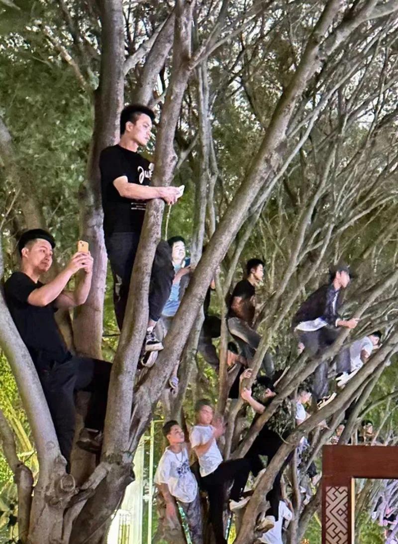 “官方玩梗”永州足协推出“树上挂票”，允许球迷在外场的树上观看比赛。不仅规范了上