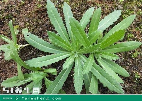 野菜刺儿菜的功效作用, 你知道吗?