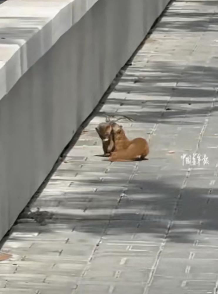 “太有灵性了！”北京一女子逛街偶遇2只黄鼠狼，紧紧抱在一起翻滚，起初她以为它们在