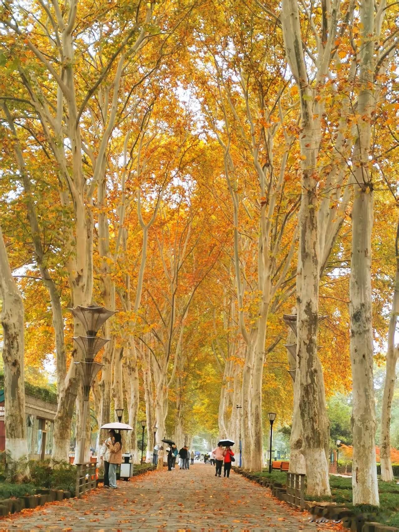 周日武汉地铁客流量降至326万人次多[呲牙笑][呲牙笑][呲牙笑]爆料身边事地铁