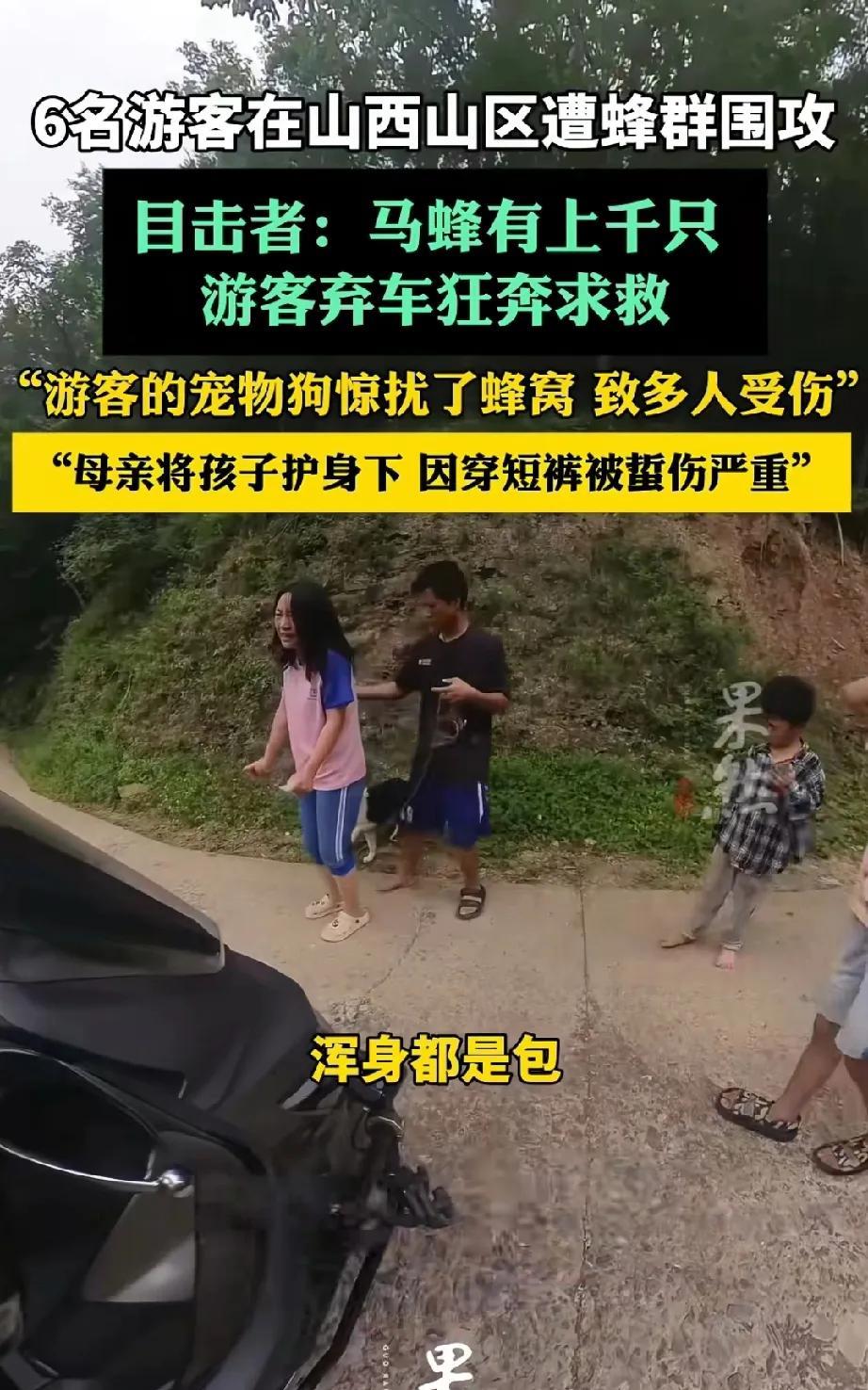 太吓人了，山西6名游客因宠物狗惊扰马蜂窝，上千只马蜂倾巢而出，导致多人被蜇伤。