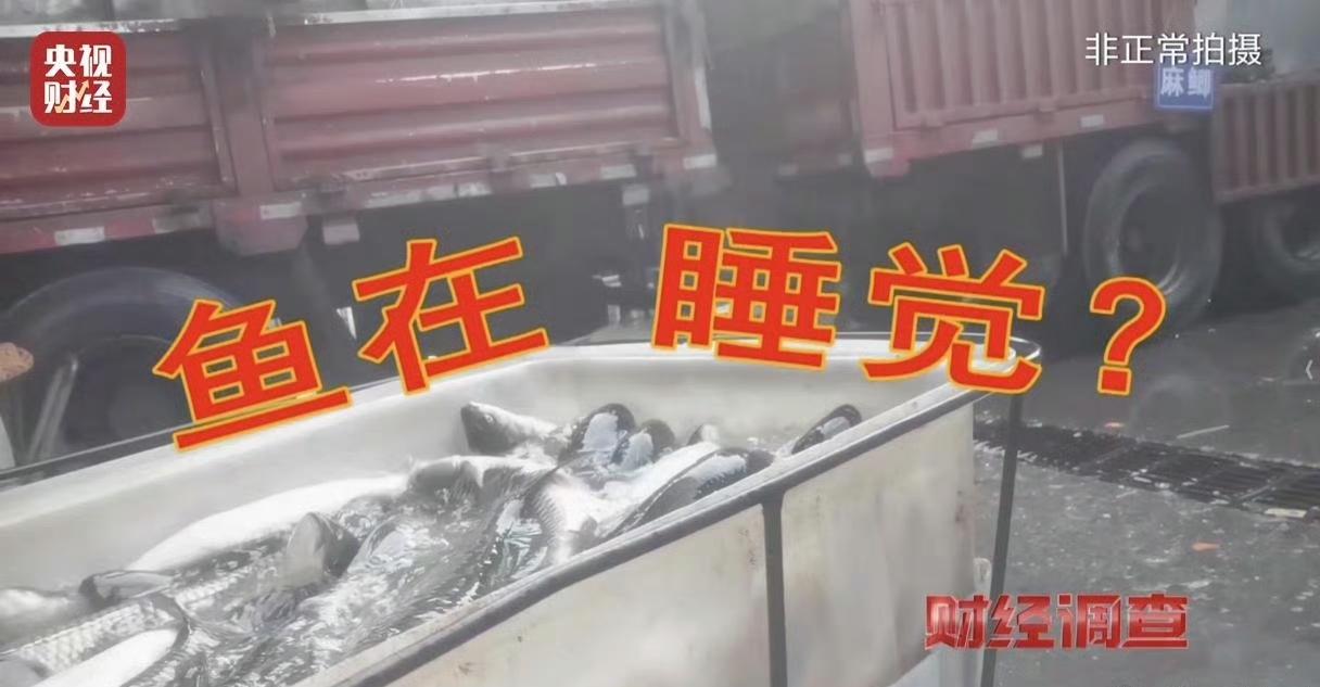 活鱼“假睡”真有毒？市场三无麻醉剂让人担忧央视记者最近花了两个月，跑遍几个省