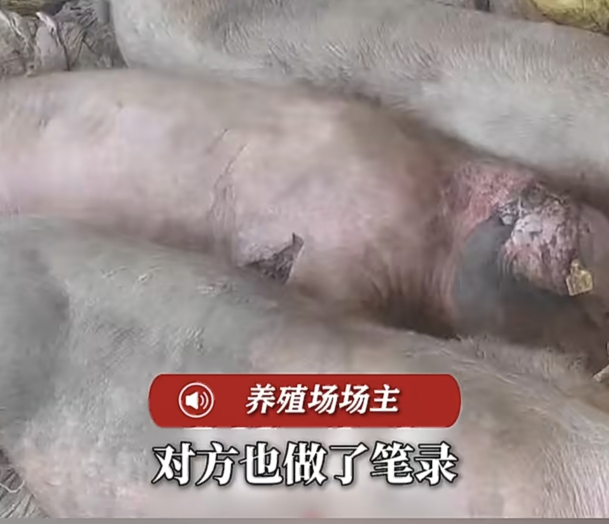 护农队把家猪当野猪，夜闯养殖场，放狗咬死20多头猪，上百只鸡活活吓死今天刷到甘