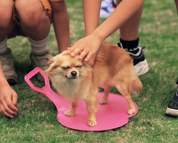 很多人就是被“萌”冲昏头脑，看见猫狗、小羊、宠物就下意识伸手去摸，只觉得可爱、显