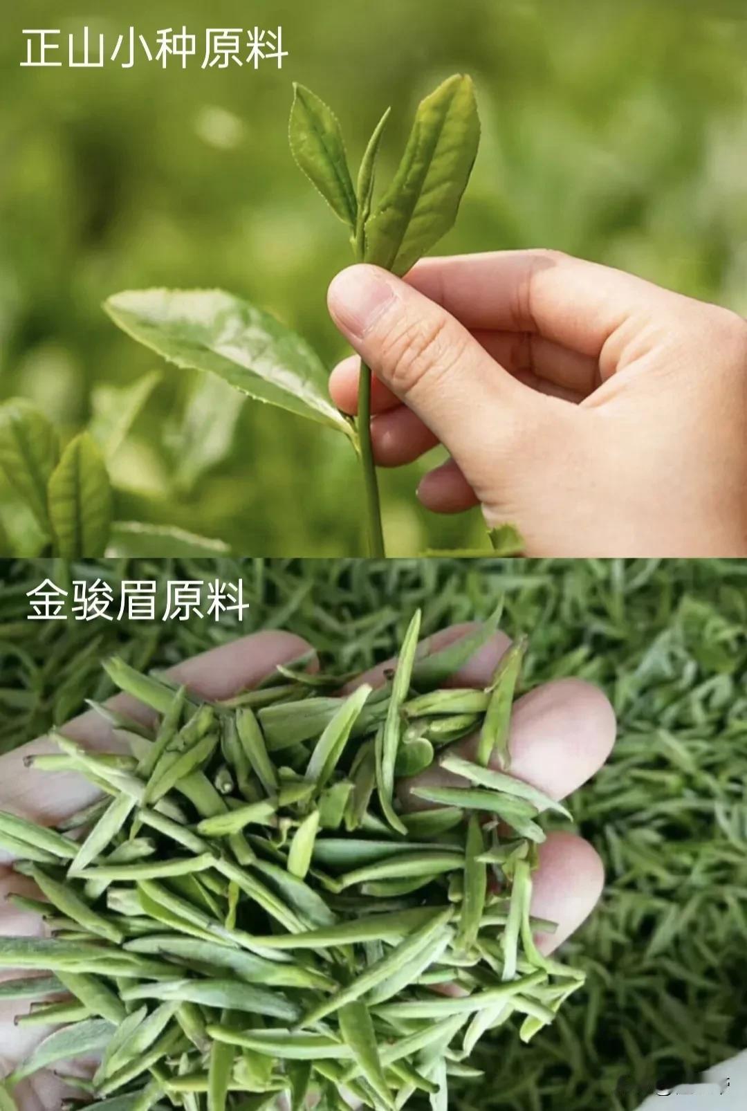 中国红茶界的老祖宗VS贵公子，你更喜欢哪个一说到红茶，必然绕不开源自武夷桐木关